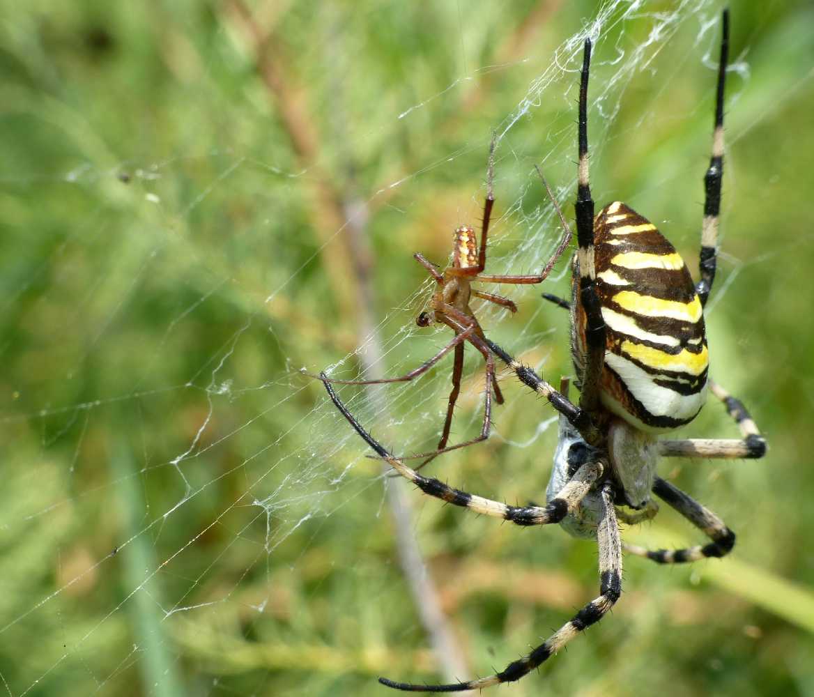 Argiope bruennichi: corteggiamento - S. Teresa G. (OT)